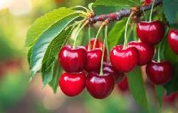 Cerises rouges sur leur cerisier, au jardin