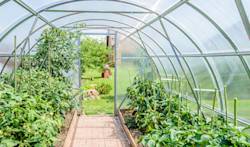 Tomates, haricots, salades seront plantés au moins un mois plus tôt qu’à l’extérieur 