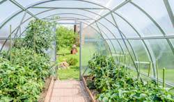 Tomates, haricots, salades seront plantés au moins un mois plus tôt qu’à l’extérieur