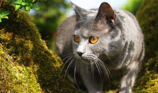 Chartreux : santé, alimentation et caractère