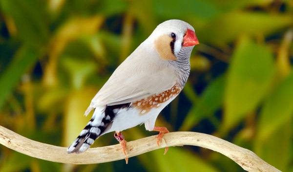 Diamant mandarin