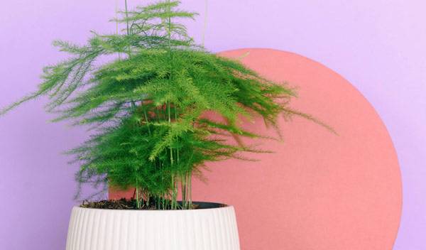 Asparagus plumosus se cultive en intérieur, en pot et deviendra vite l'une des stars de votre décoration avec son feuillage vaporeux - © Ksenia Chernaya - pexels.com