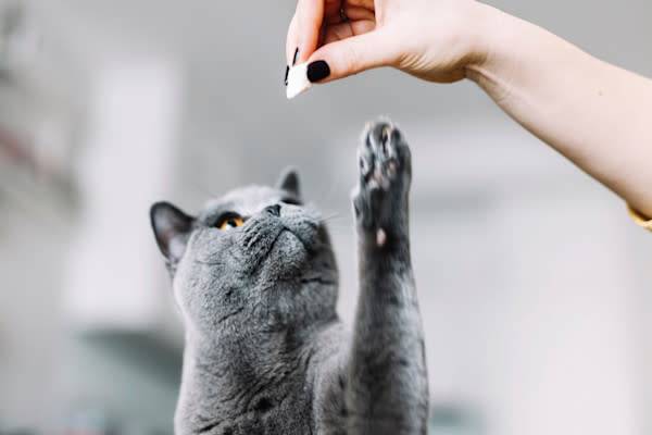 Il est facile de savoir combien de friandises pour chat donner par jour !