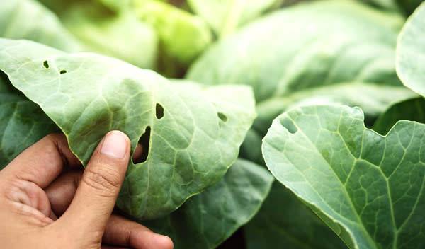 Une observation régulière de vos plants potagers et de leur environnement vous permettront de rapidement repérer les parasites du potager - © BlackSalmon - stock.adobe.com