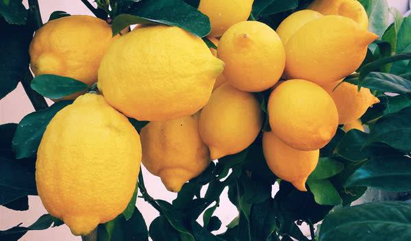 Citronnier, Citrus limon