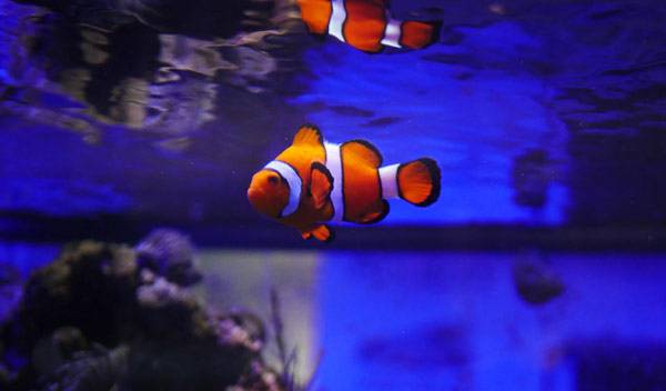 Poisson et aquarium