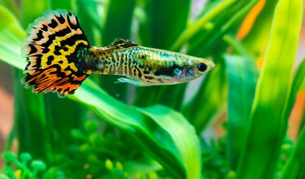 Poisson d'aquarium : le guppy