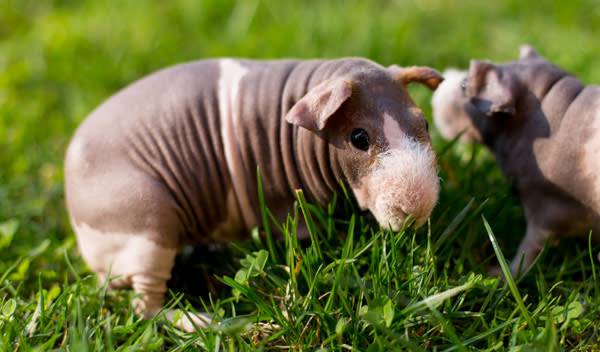 Le cochon d’Inde Skinny