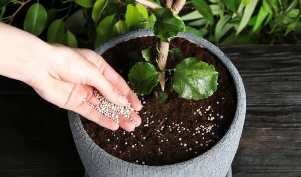Engrais pour plante verte en pot