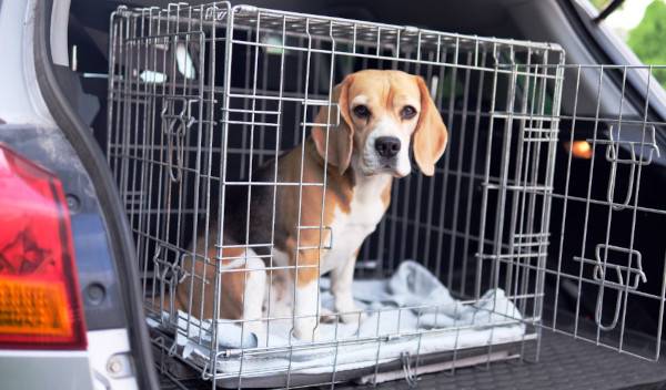 caisse transport chien 1 thumbnail