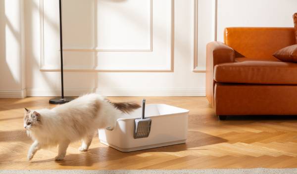 Quelle litière choisir pour un chat sensible