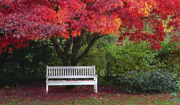 10 arbustes à feuillage rouge pour un jardin coloré toute l'année