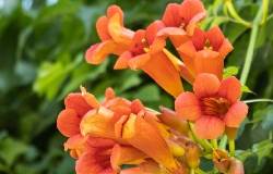 Bignone rouge en fleur, campsis, plante grimpante