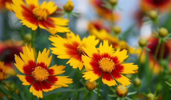 Coreopsis ou Œil-de-jeune-fille pour une floraison estivale lumineuse - © Becky - stock.adobe.com