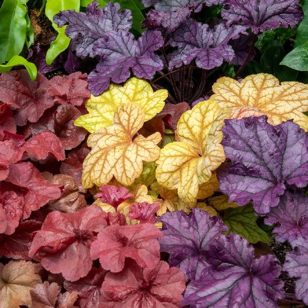 Heuchères, heuchera