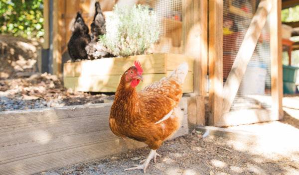 5 façons de rafraîchir le poulailler pour cet été 