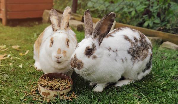Mon lapin trie son alimentation