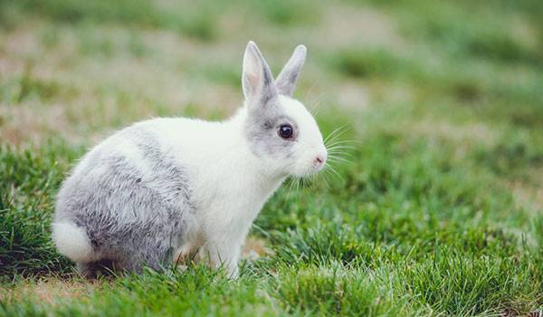 lapin-jouer-thumbnail