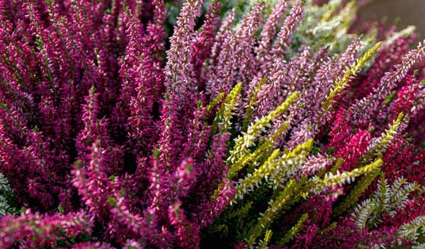 Plantes basses pour une belle bordure