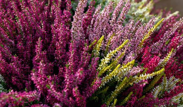 Plantes basses pour une belle bordure