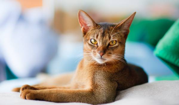 11 races de chats hypoallergéniques