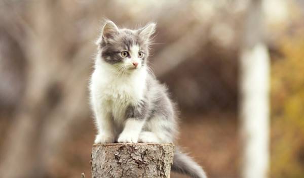 100 idées de prénoms de chats en T