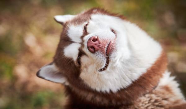 130 idées de noms de chiens en B pour 2026