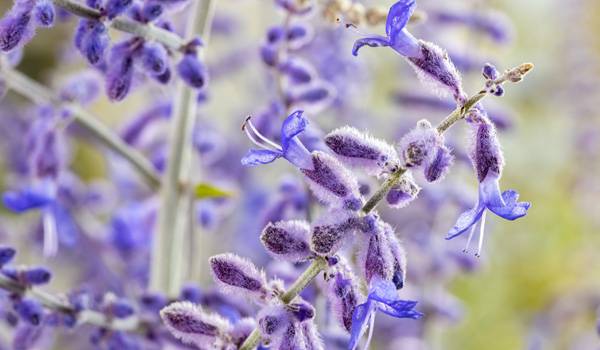 Perovskia : plantation, floraison et entretien
