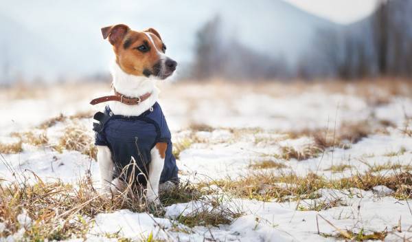 habiller chien hiver 1 thumbnail