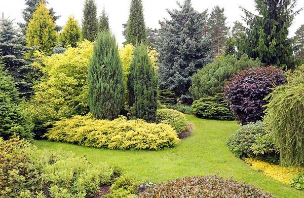 Top 14 des conifères à avoir dans le jardin