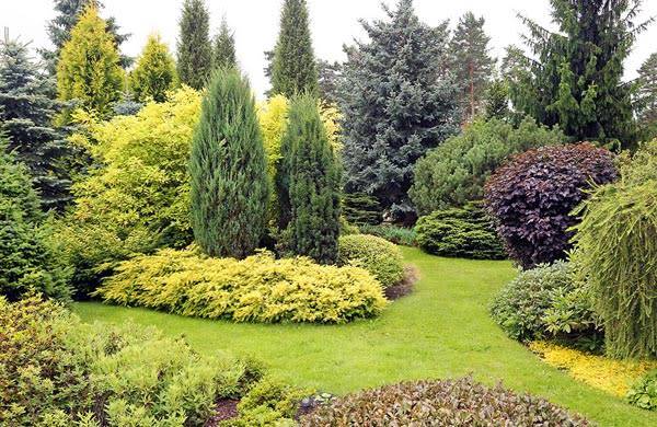 Top 14 des conifères à avoir dans le jardin