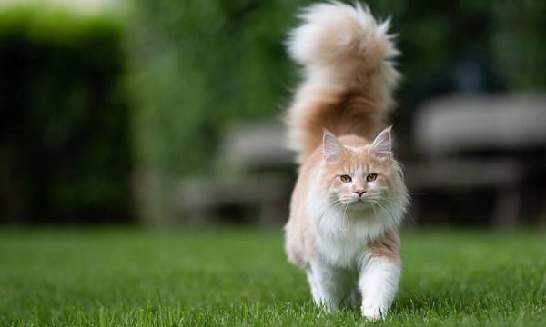 Les bienfaits de la promenade pour les chats