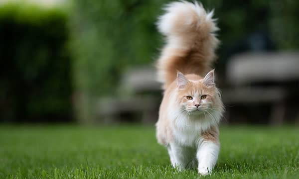 Les bienfaits de la promenade pour les chats