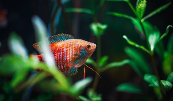combien poissons aquarium 200 litres 1 thumbnail