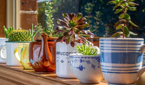 Idées d'upcycling pour vos plantes