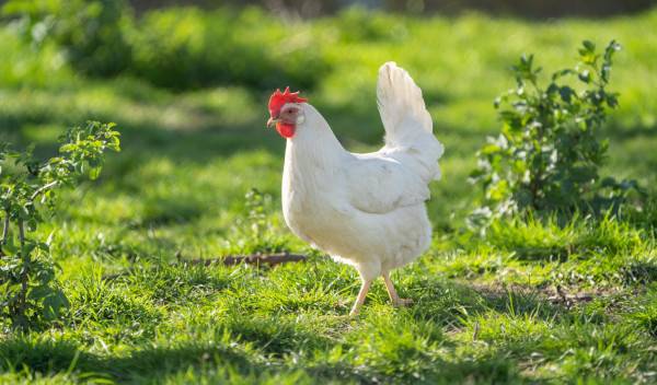 Que mange une poule pondeuse