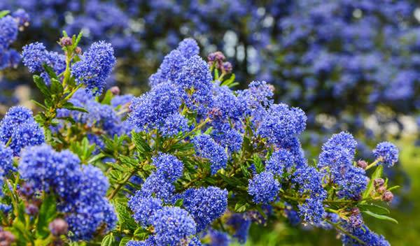L’époustouflante floraison bleue du céanothe - © KAMBER Ajdin - stock.adobe.com