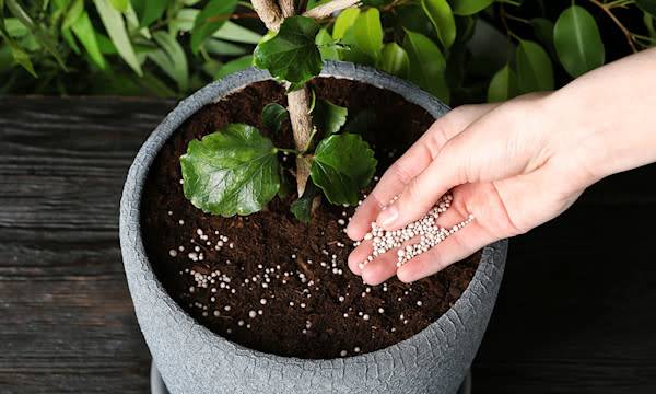 Quel engrais choisir pour une plante verte ?