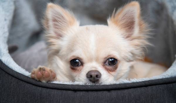 Quelle taille de panier convient aux petites races de chiens