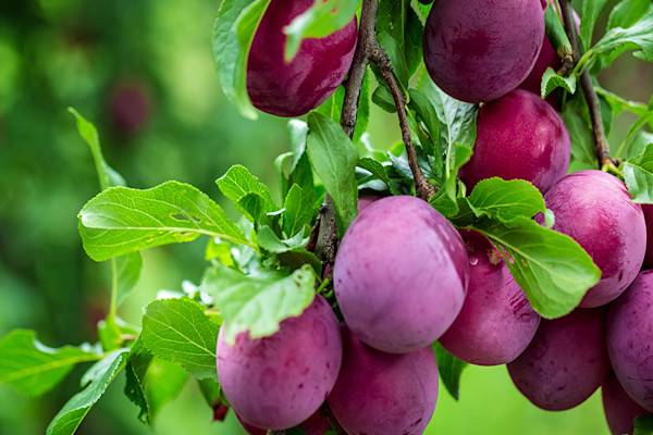 Arbres fruitiers : les pruniers (Prunus)