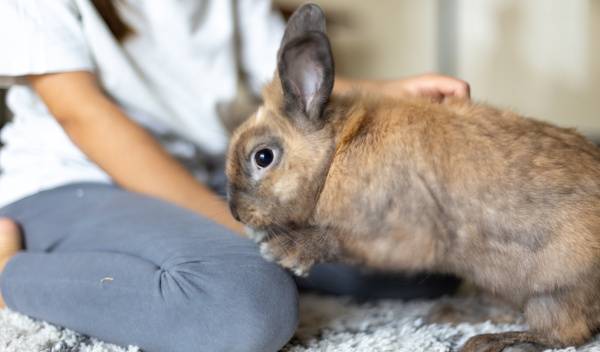 7 races de lapins les plus affectueux