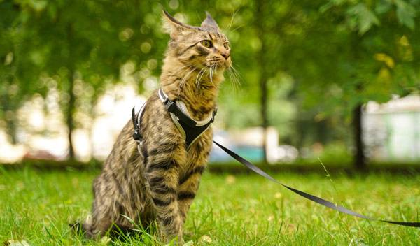 Se promener avec son chat : le harnais