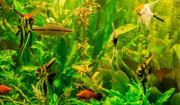 poisson malade 1 thumbnail
