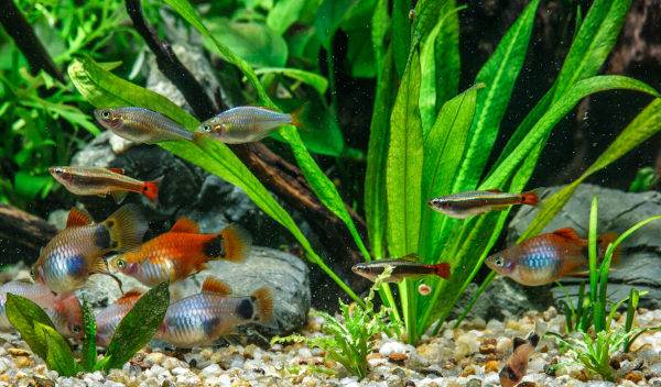 Comment oxygéner un aquarium sans pompe​