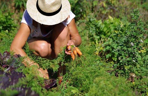 La permaculture, c'est quoi ?