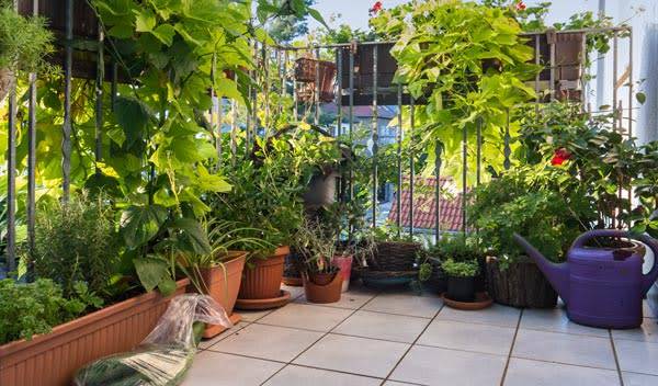 Comment prendre soin des plantes en bac ?