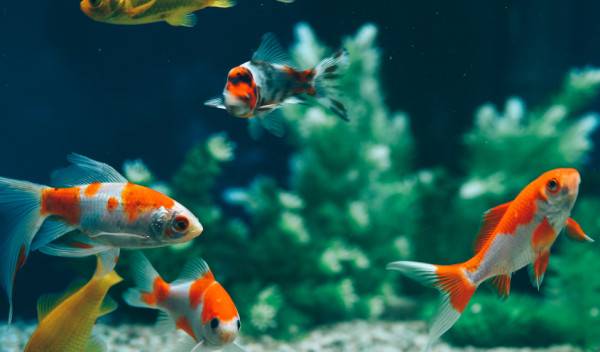Quel matériel pour l’aquarium ?