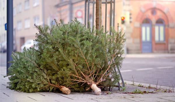 Quand faut-il retirer son sapin de Noël ?
