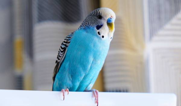 équipement oiseau 1 thumbnail