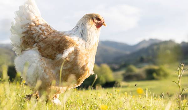 Quelle alimentation donner à vos poules pendant leur mue
